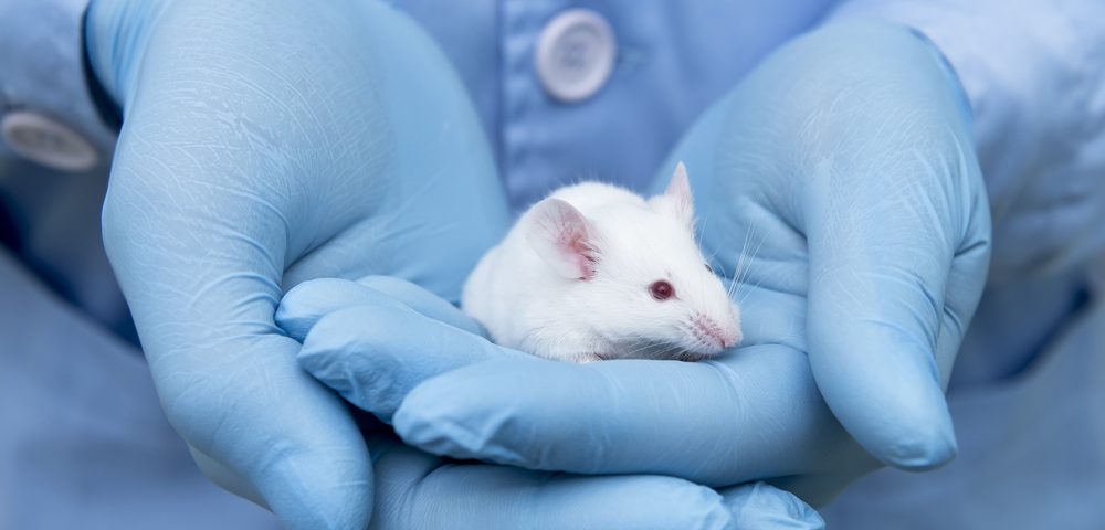 Antibody Against Sclerostin Protein Improves Bone Health in Mice with XLH, Study Finds